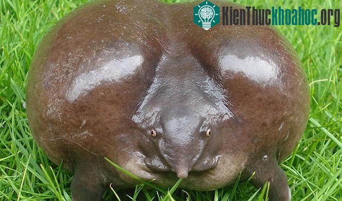 Ếch tía Ấn Độ có tiếng kêu giống tiếng gà mẹ gọi con và chúng hầu như chỉ sống dưới đất.