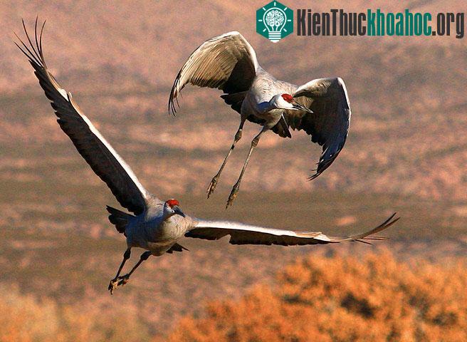 Một cặp sếu đầu đỏ tại khi di trú gần Socorro, New Mexico, Mỹ.