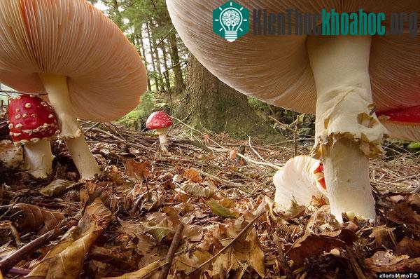 Những cây nấm tại Cumbri như hóa khổng lồ nhờ công nghệ chụp ảnh macro