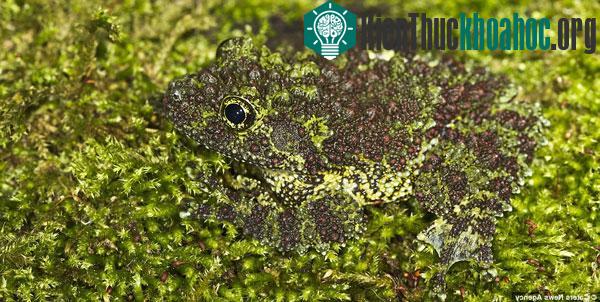 Ếch Mossy Việt Nam trổ tài ngụy trang