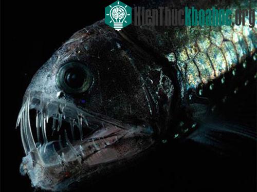 Cá rắn Viperfish thường săn mồi vào ban đêm