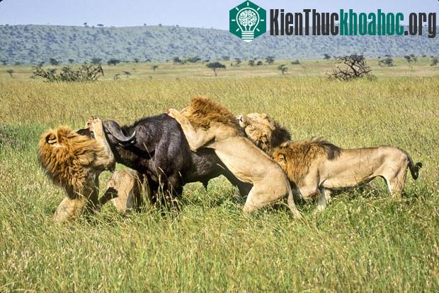 Những cuộc chiến sống còn trong tự nhiên