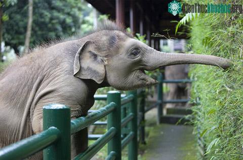 Ảnh đẹp động vật trong tuần ảnh 6