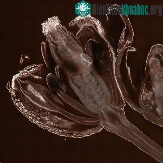 Những bức ảnh thế giới vi mô đẹp nhất năm 2010 ảnh 6