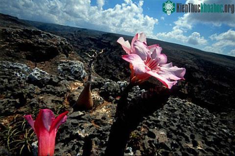 Vẻ đẹp hoang sơ của đảo Socotra ảnh 6