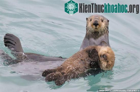 Rái cá biển đang ôm con bơi qua vùng biển Alaska.