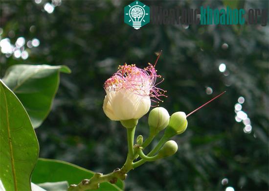 Dù rất đẹp, nhưng hoa cũng như quả và hạt bàng vuông đều có nhiều độc tố. Một số nơi trong khu vực sử dụng hạt bàng vuông xay thành bột để giết hoặc làm cá bị tê liệt khi đánh cá.