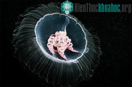 Một con sứa biển mặt trăng khác đang dập dờn trong khu vực bờ biển Nga.