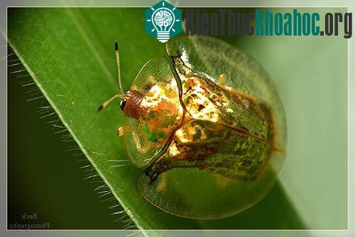 Nó có tên địa phương là "Ser Bu".