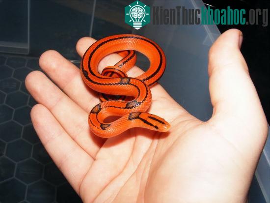 Vẻ đẹp và sự vô hại khiến chúng trở thành vật nuôi được nhiều người ưa thích.