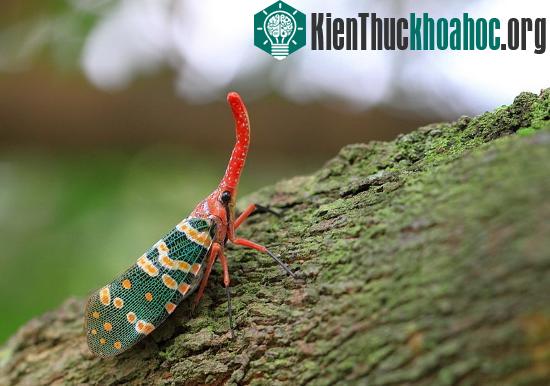 Chúng chỉ lột xác để trở thành một chú ve tuyệt đẹp trong giai đoạn trưởng thành ngắn ngủi.