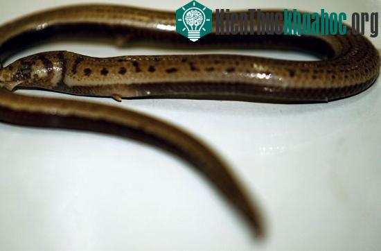 Thằn lằn 2 chân (Jarujinia bipedalis), chúng chỉ có 2 chân trước, không có chân sau.