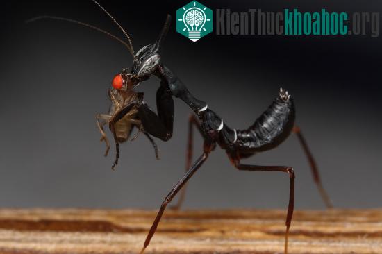 Cũng như các loài bọ ngựa khác, bọ ngựa kiến là những kẻ&nbsp;săn mồi đáng sợ với cặp càng sắc bén của mình.