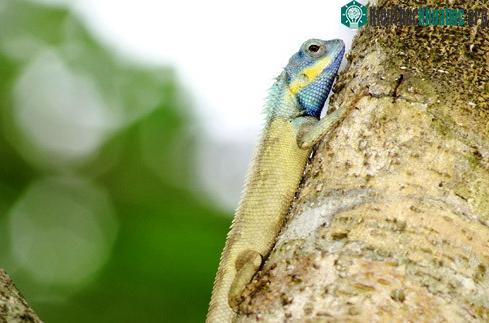 Ngoài TP.HCM, thằn lằn Calotes bachae cũng có trong vườn quốc gia Cát Tiên, những khu rừng rậm trong vườn quốc gia Bù Gia Mập ở tỉnh Bình Thuận.