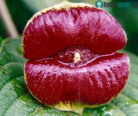 Một bông hoa Psychotria Elata màu đỏ thẫm.