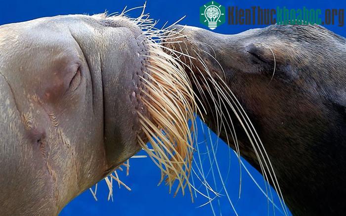 Nụ hôn say đắm của con sư tử biển California và một con hải mã trong buổi biểu diễn tại công viên giải trí Hakkeijima Sea Paradise ở Yokohama, Nhật Bản.