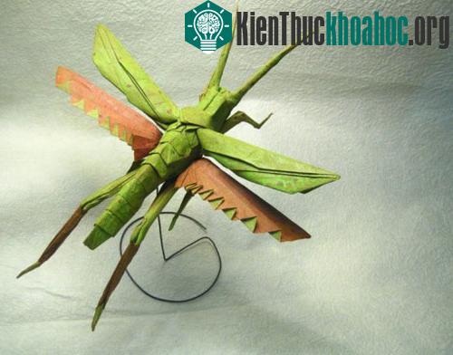 Bộ sưu tập côn trùng độc đáo bằng... giấy ảnh 6