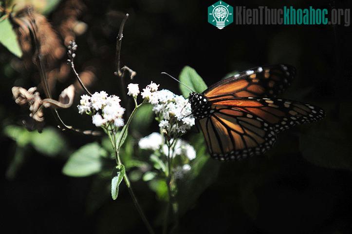 Bướm chúa (Danaus plexippus) đậu trên bông hoa ở Angangueo, Mexico.