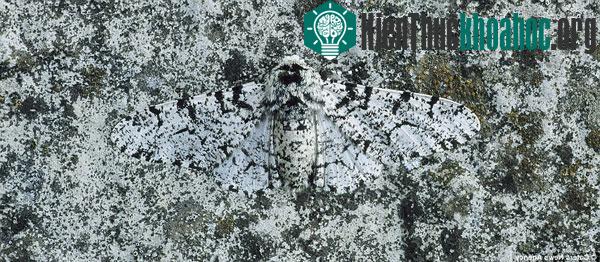 Con Peppered Moth này đã tìm thấy nơi ẩn náo hoàn hảo trên tảng đá