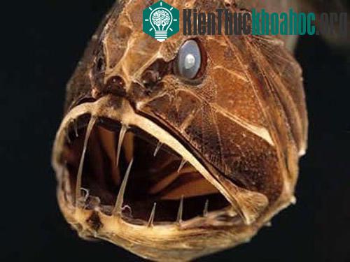 Cá răng nanh Fangtooth Fish có thể chén bất cứ thứ gì