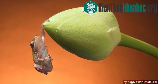 Độc đáo, ếch làm người mẫu ảnh 6