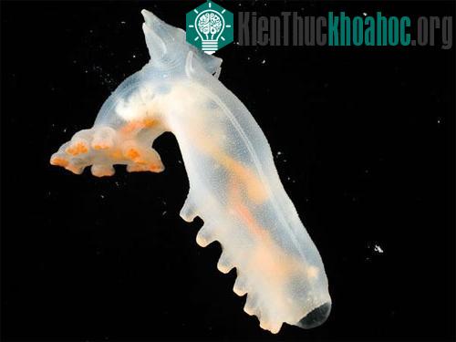 10 động vật biển kỳ lạ ảnh 7