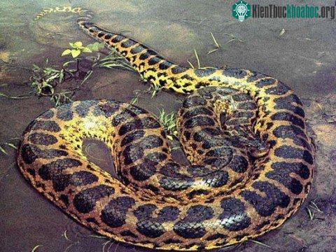 10 'lực sĩ' trong thế giới động vật ảnh 7