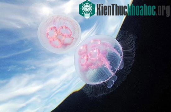 Có những con sứa bờm sư tử có xúc tu dài đến 30m.