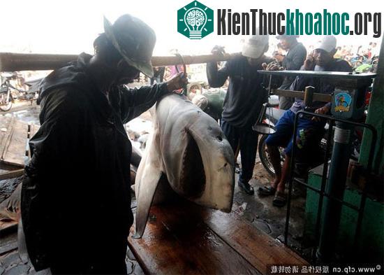 Tuy nhiên, trên thực tế những nhà bảo vệ môi trường tự nhiên tại Indonesia đã nhiều lần chứng kiến hình ảnh những con các mập sau khi bị cắt mất vây đã bị ném lại xuống biển.