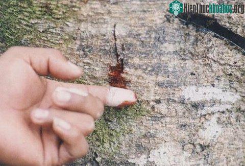 Nhựa của cây có màu đỏ như máu, chua và hơi nồng. Vì thế người ta gọi chúng là cây máu rồng.