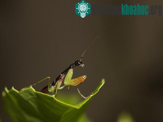 Một đặc điểm thú vị, kiến &nbsp;khác của bọ ngựa kiến là chúng chỉ giống kiến khi còn nhỏ. Càng lớn, màu của chúng càng ngả dần sang màu xanh.