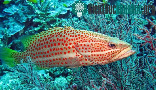 Cá Mú sọc trắng (Anyperodon leucogrammicus).