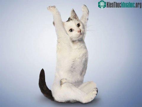 Chùm ảnh cho thấy mèo, cũng như nhiều loài động vật khác, có những khả năng khó tin.