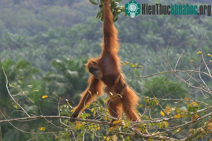 Một con đười ươi bế con đu trên đỉnh ngọn cây cao su gần ngôi làng Sawang Rimba, Indonesia