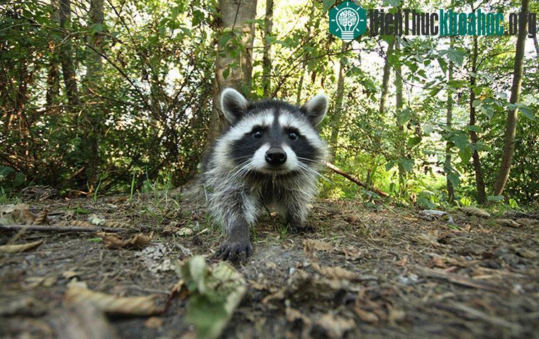 Một con raccoon trong công viên Stanley ở Vancouver, Canada.