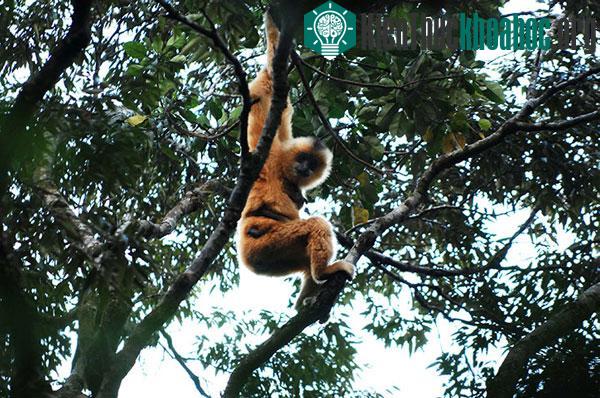 Loài vượn Hải Nam rất quý hiếm hiện chỉ còn khoảng 23 cá thế sống trong rừng nhiệt đới trên đảo Hải Nam, Trung Quốc.
