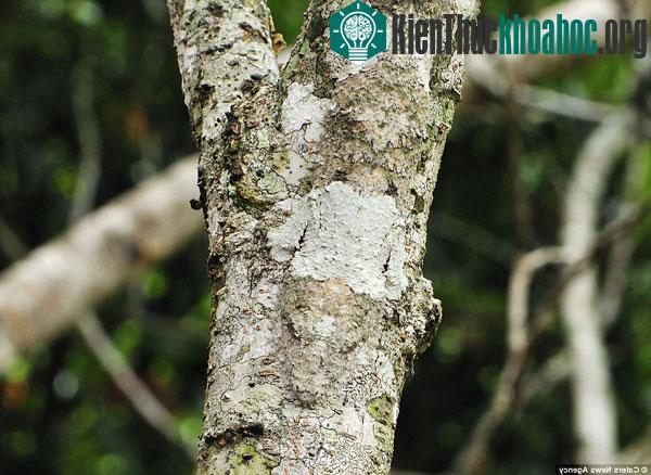 Tắc kè hoa Gecko ngụy trang trên thân cây phủ đầy rêu ở vườn quốc gia Montagne dAmbre, Madagascar