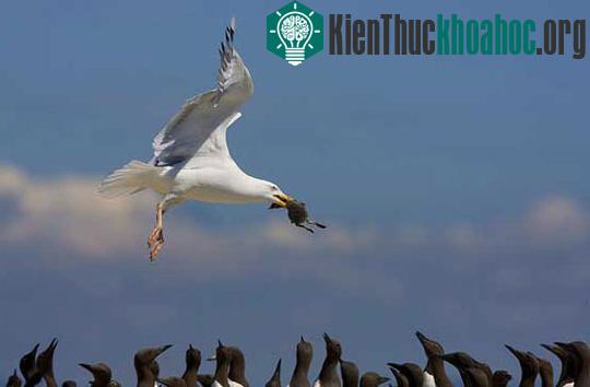 Top ảnh động vật tham gia thi ảnh của Natioanal Geographic ảnh 8