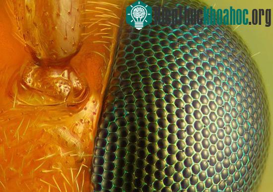 Những bức ảnh thế giới vi mô đẹp nhất năm 2010 ảnh 8