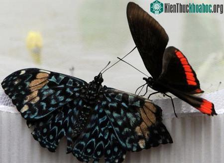 Thế giới bướm lộng lẫy ảnh 8