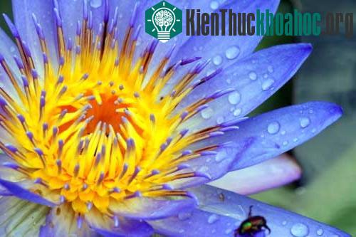 Chiêm ngưỡng ảnh Macro độc đáo ảnh 8