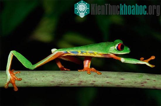 Một chú ếch cây mắt đỏ tại vùng rừng Colon, Panama.