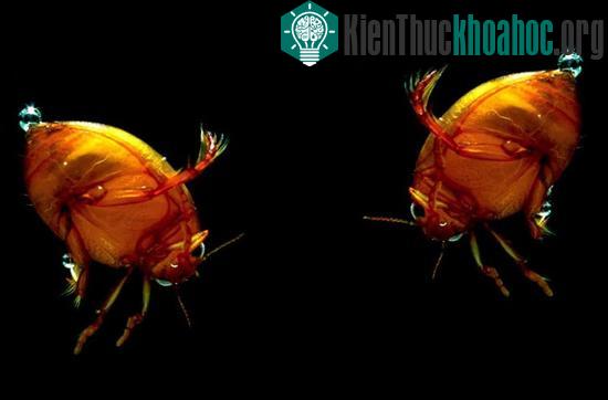 2 chú bọ cánh cứng đang chơi đùa.