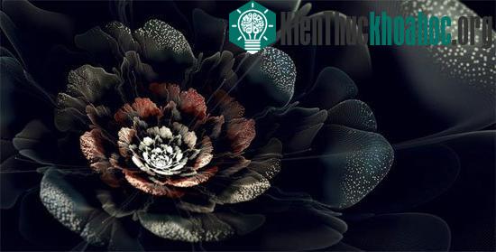 Hình học Fractal được cho là điều kì diệu của tự nhiên.