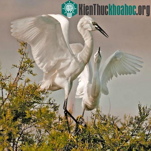 Nhưng nếu không may, thức ăn không được dồi dào, chúng sẽ sẵn sàng chia sẻ.