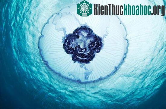 Sứa mặt trăng ăn các động vật phù du.