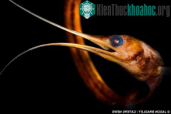 Những bóng ma lởn vởn dưới đáy đại dương