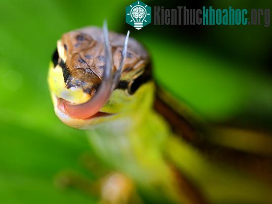 Đây là một loài bò sát khá dễ nuôi, với thức ăn là các côn trùng nhỏ như ruồi muỗi.