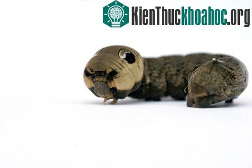 Với khả năng biến hóa thành “rắn” giống đến kinh ngạc, nhiều loài phải e ngại trước loài sâu này…
