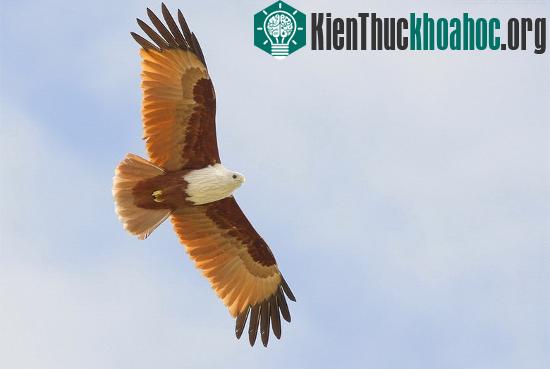 Tại Việt Nam diều lửa có ở Bắc Cạn (hồ ba bể), Quảng Trị, Thừa Thiên và gần Sài Gòn.